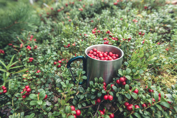 Picking red cranberries in metal cup in forest
