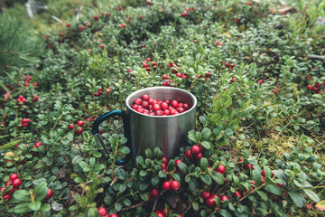 Picking red cranberries in metal cup in forest