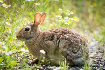 small hare