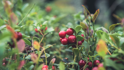 Cranberries fresh in the forest