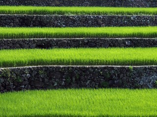 星野村　稲穂の夏