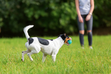 young girl plays with a dog