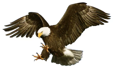 Foto op Canvas Bald eagle swoop attack hand draw and paint on white background vector illustration. © patthana