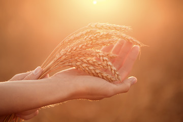 Woman's hands hold wheat ears at sunset. Shallow depth of field.