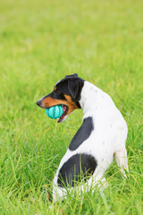 dog with a ball in the snout