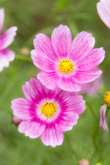 Obraz premium ピンクのコスモス（秋桜）