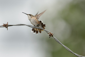 Hummingbird launches into flight off barbed-wire