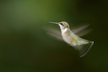 Juvenile ruby-throated hummingbird flying on dark green background