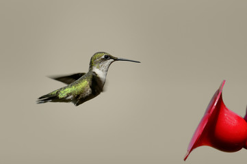 Young ruby throated hummingbird flying in front of feeder