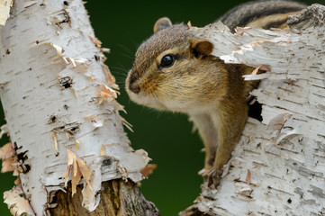 Chipmunk with a mouthful on a birch tree