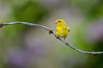 Goldfinch on barbed wire in front of purple and green blurry background