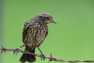Female Red-winged Blackbird looking at you from barbed-wire perch