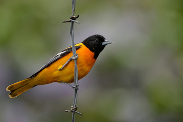 Baltimore Oriole on horizontal barbed-wire in front of purple and green blurry background