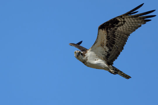 Osprey in flight looking directly at you