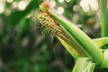 Fresh cob of ripe corn on green field at sunset