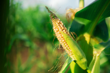 Fresh cob of ripe corn on green field at sunset