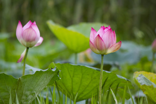 Fototapeta abstract dark single pink lotus, soft focus