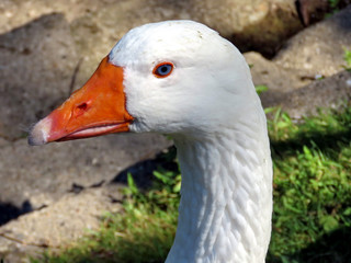 Toronto Lake portrait of White Goose 2016