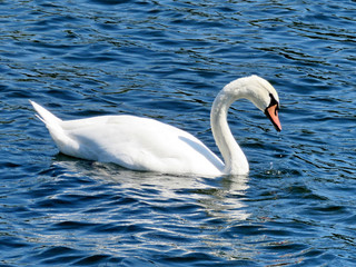 Toronto Lake Swan 2016