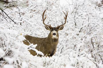 Obraz premium Huge Buck Mule Deer in Snow