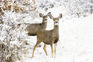Doe Mule Deer in Snow