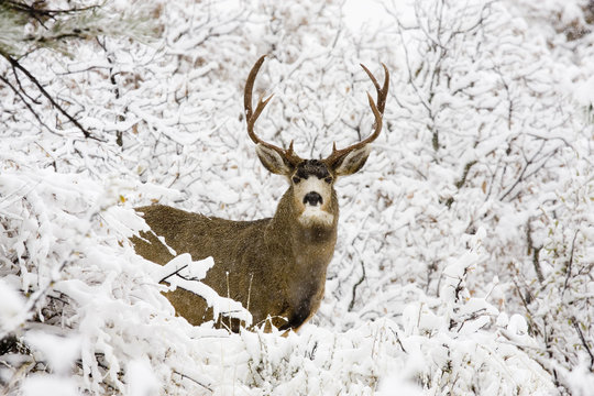 Fototapeta Huge Buck Mule Deer in Snow