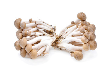 Brown beech mushrooms isolated on white background