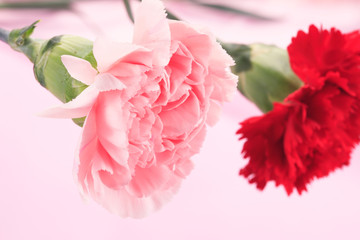 カーネーション