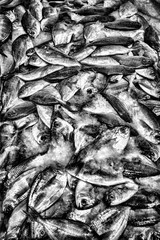 Black and white background of fish.
