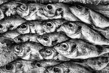 Obraz premium Black and white background of fish.