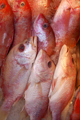Fresh fish for sale at the seafood market.