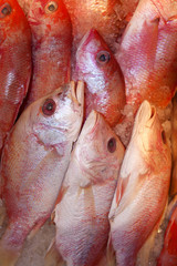 Fresh fish for sale at the seafood market.