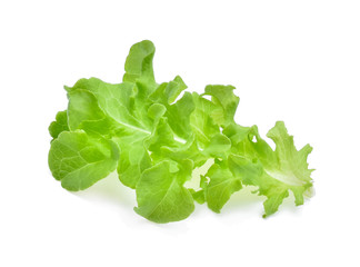 Green oak lettuce on white background