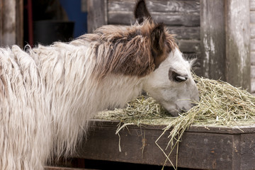 Llama eating hay.