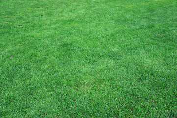 real green grass background