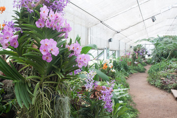 Various of beautiful exotic orchids in the glass house.