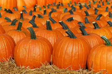 pumpkin harvest in autumn season