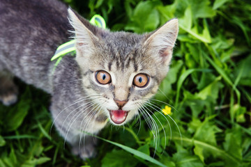 Little kitten walks in grass