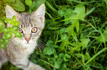 Little kitten walks in grass