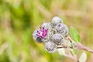 Flowering Great Burdock