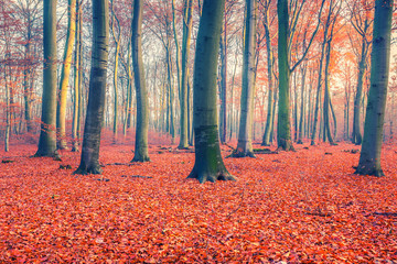 Colorful foliage in the foggy autumn forest