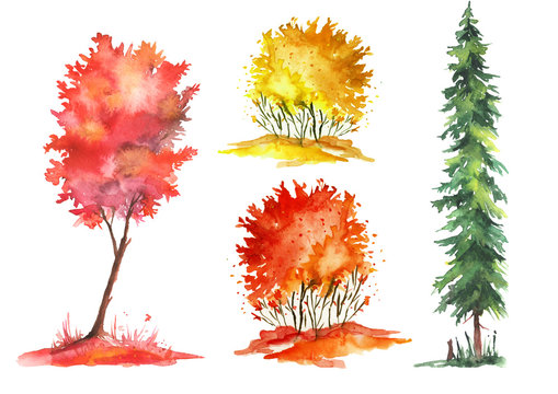Watercolor autumn trees and bushes. Leaves of red, yellow and orange. Drawn on a white background isolated.