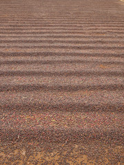Drying coffee beans