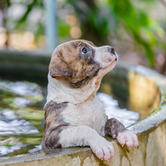 Puppy Pitbull dog