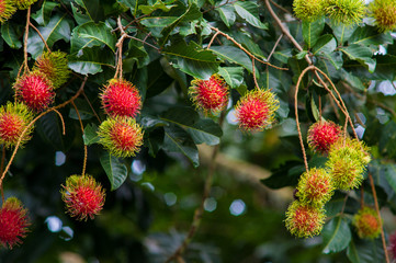 Rambutan Tree a Tropical Fruit