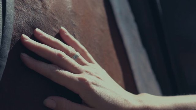 Horse mane. Woman's hand stroking the horse. Harness for horses