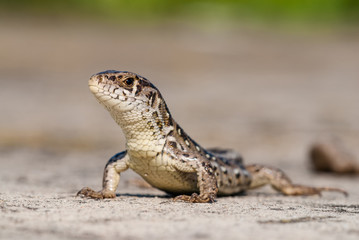 Lizard