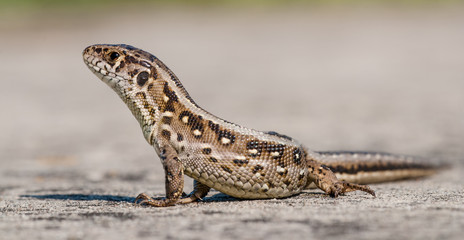Lizard
