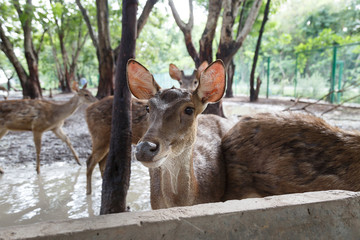 Fototapeta premium Deer in farm for commercial purposes.