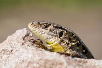 Lizard portrait